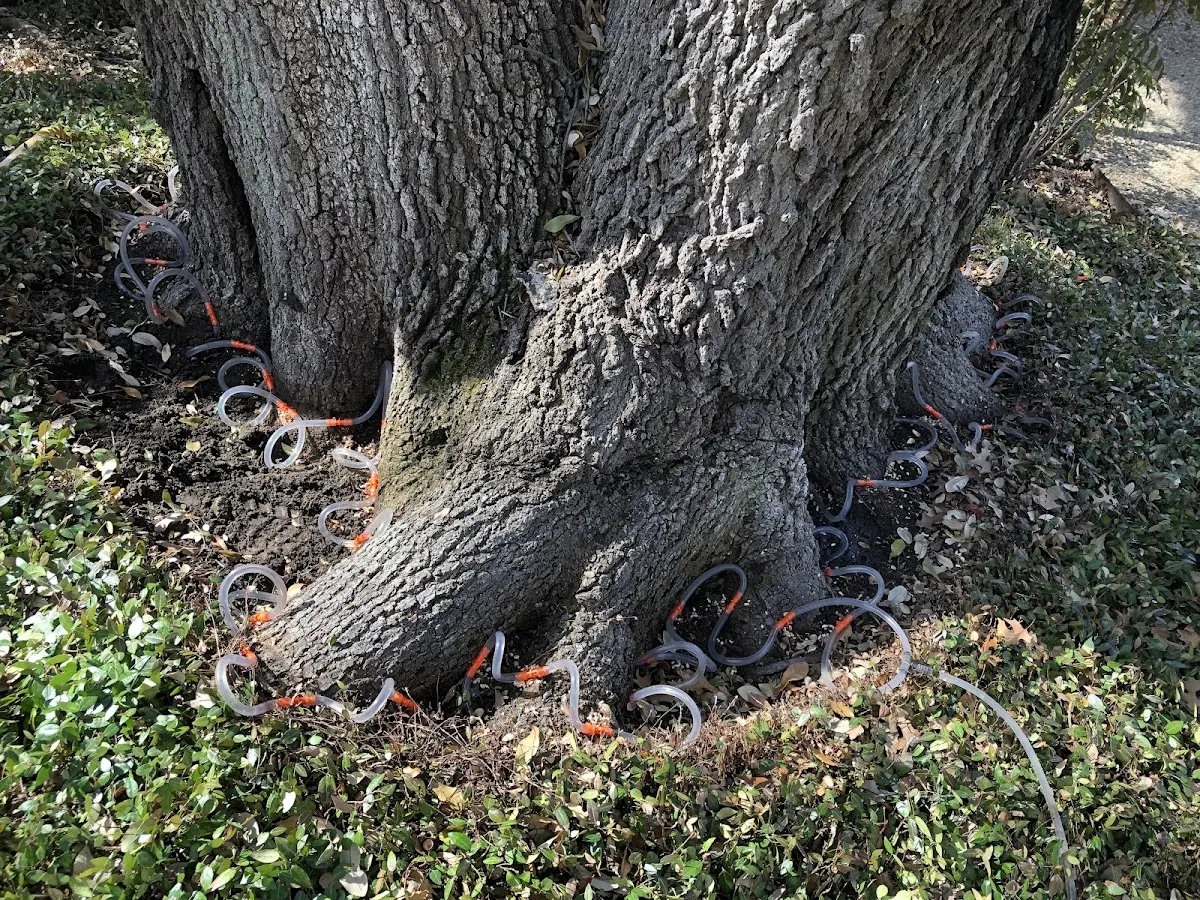 Detailed Tree Cabling and Bracing job site in Lake Pleasant