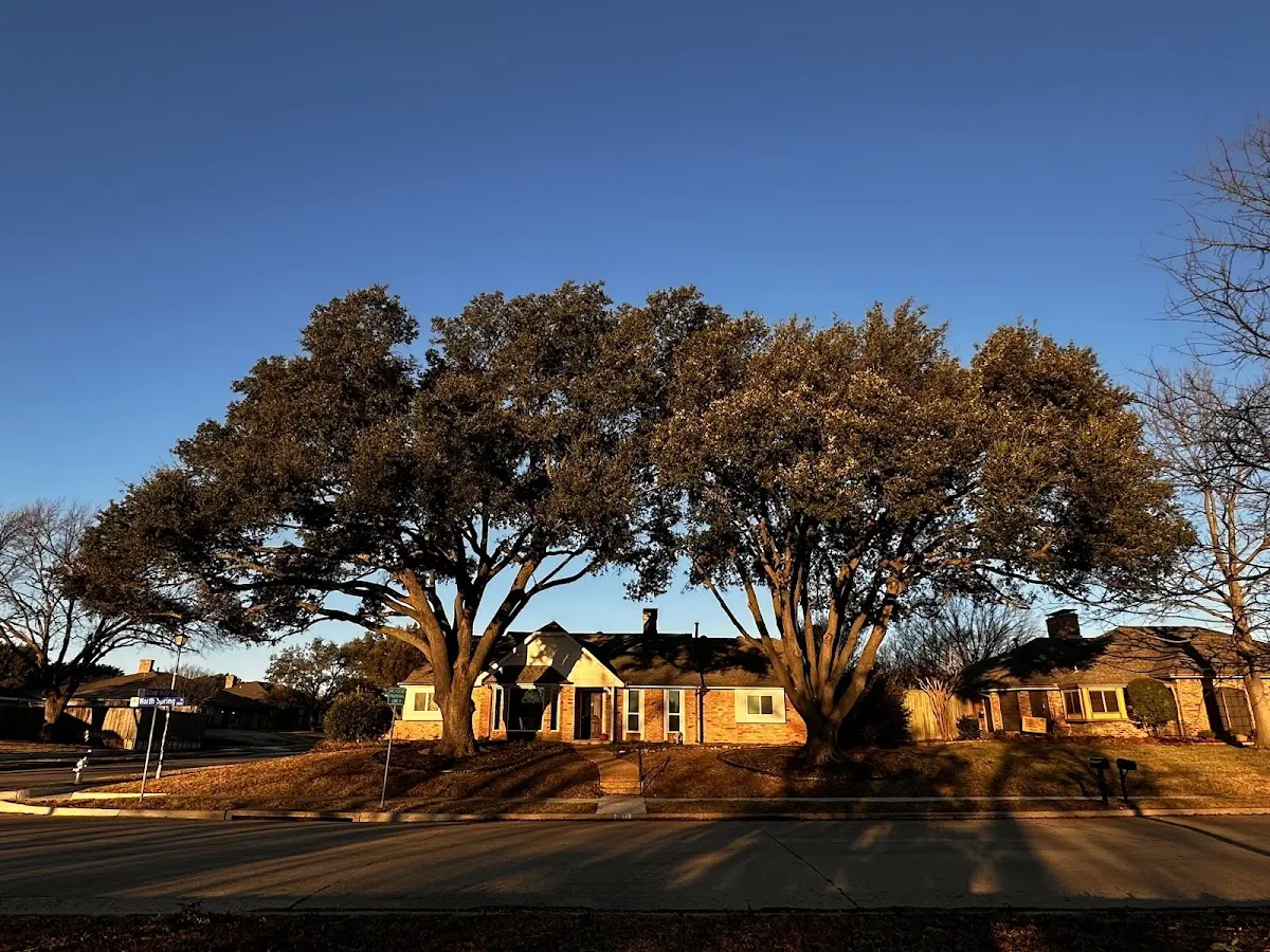Established residential canopy tree shading a home in Lake Pleasant